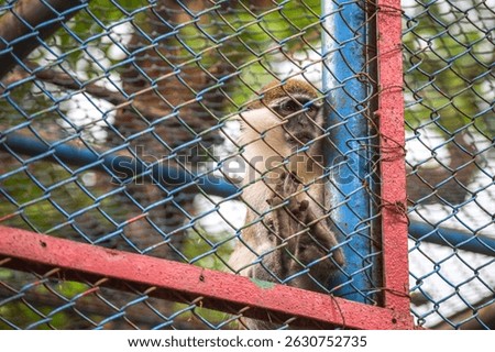 A captive Mona monkey (Cercopithecus mona) clings to a cage fence, looking outward. This image captures the emotion and plight of wildlife in captivity.