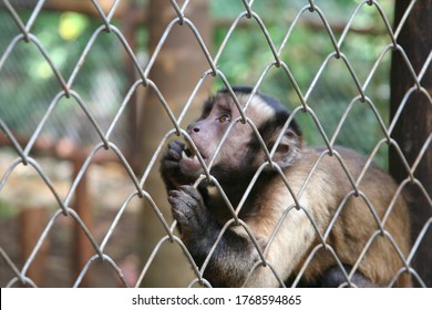 Captive Monkey Inside A Cage