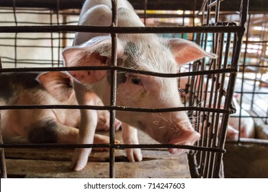 A Captive Pig Peers Out From His Small Rusty Cage In Nga Bay, Vietnam