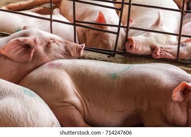 Captive Pigs Cram Together In A Small Cage In Nga Bay, Vietnam