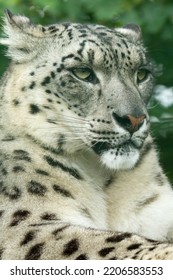 Captive Snow Leopard (panthera Uncia)