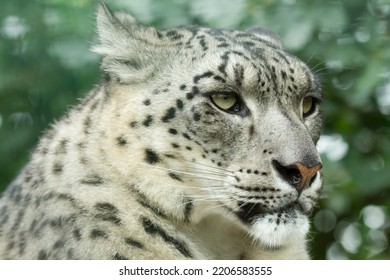 Captive Snow Leopard (panthera Uncia)