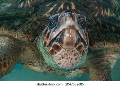 863 Tortoise tank Images, Stock Photos & Vectors | Shutterstock