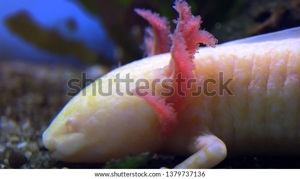 Captive White Baby Axolotl Mexican Walking Stock Photo Edit Now