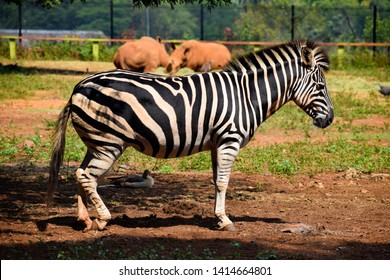 Zebra makan apa