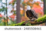 Capture the commanding presence of a majestic bald eagle