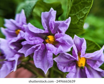 Capture the delicate beauty of potato flowers up close - Powered by Shutterstock