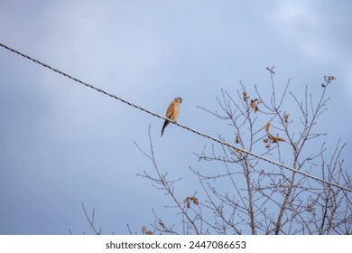 Capture the dynamic energy of urban wildlife with our striking image of a merlin falcon perched gracefully on a power line. Witness nature's resilience and adaptability in the heart of the cityscape.  - Powered by Shutterstock