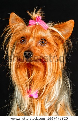 Capture the elegance of a beautifully dressed Yorkshire Terrier in this stunning portrait,showcasing the delicate and refined nature of this sensitive female breed.