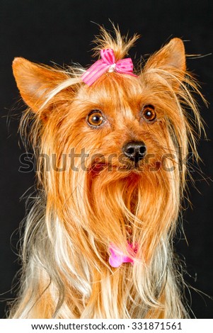 Capture the elegance of a beautifully dressed Yorkshire Terrier in this stunning portrait,showcasing the delicate and refined nature of this sensitive female breed.