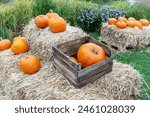 Capture the essence of fall with a rustic still life of pumpkins and hay bales. Ideal for Thanksgiving, Halloween, or any autumn project, this image exudes coziness and countryside charm.