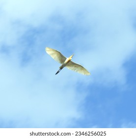 Capture the essence of freedom and grace with this stunning photograph of a majestic bird in flight. The bird's outstretched wings against the backdrop of a vibrant sky create a sense of exhilarating 