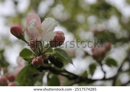 Similar – Image, Stock Photo Seasons | Spring awakening