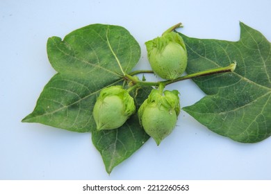 Capture Of Green Cotton Bolls Isolated On Leaves Against White Background. Cotton Boll On White Background. Gossypium Herbaceum Boll On White Background. With Selective Focus On The Subject.