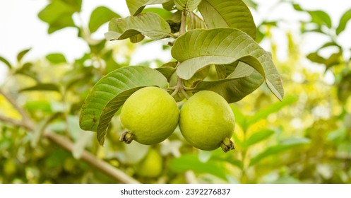 Capture of guavas hanging on the tree's branch. Hanging guava fruit. Close up of guavas . Healthy food concept. Guava. Ripe Tropical Fruit Guava on Guavas Tree. Guava fruit garden. Guavas tree. - Powered by Shutterstock