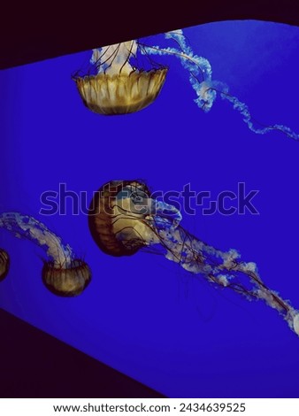 Capture of jellyfish with blue water
