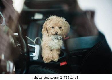 Capture the joy and cuteness of a Maltipoo sitting comfortably in a car, exuding charm and excitement on a delightful journey. Perfect for pet lovers and travel enthusiasts.