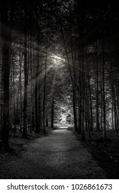 Capture the light