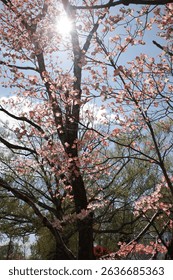 Capture the magic of spring with these breathtaking cherry blossom scenes from Virginia’s most iconic locations. From the serene gardens of Meadowlark to the cultural charm of Red Wing Park.