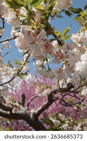 Capture the magic of spring with these breathtaking cherry blossom scenes from Virginia’s most iconic locations. From the serene gardens of Meadowlark to the cultural charm of Red Wing Park.