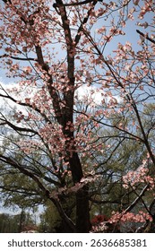 Capture the magic of spring with these breathtaking cherry blossom scenes from Virginia’s most iconic locations. From the serene gardens of Meadowlark to the cultural charm of Red Wing Park.