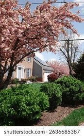Capture the magic of spring with these breathtaking cherry blossom scenes from Virginia’s most iconic locations. From the serene gardens of Meadowlark to the cultural charm of Red Wing Park.