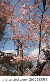 Capture the magic of spring with these breathtaking cherry blossom scenes from Virginia’s most iconic locations. From the serene gardens of Meadowlark to the cultural charm of Red Wing Park.