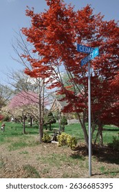 Capture the magic of spring with these breathtaking cherry blossom scenes from Virginia’s most iconic locations. From the serene gardens of Meadowlark to the cultural charm of Red Wing Park.