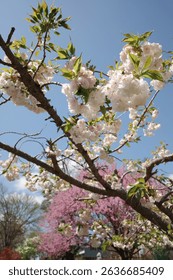 Capture the magic of spring with these breathtaking cherry blossom scenes from Virginia’s most iconic locations. From the serene gardens of Meadowlark to the cultural charm of Red Wing Park.