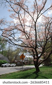 Capture the magic of spring with these breathtaking cherry blossom scenes from Virginia’s most iconic locations. From the serene gardens of Meadowlark to the cultural charm of Red Wing Park.