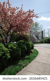 Capture the magic of spring with these breathtaking cherry blossom scenes from Virginia’s most iconic locations. From the serene gardens of Meadowlark to the cultural charm of Red Wing Park.