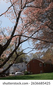 Capture the magic of spring with these breathtaking cherry blossom scenes from Virginia’s most iconic locations. From the serene gardens of Meadowlark to the cultural charm of Red Wing Park.