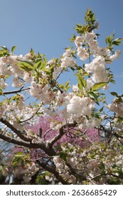 Capture the magic of spring with these breathtaking cherry blossom scenes from Virginia’s most iconic locations. From the serene gardens of Meadowlark to the cultural charm of Red Wing Park.