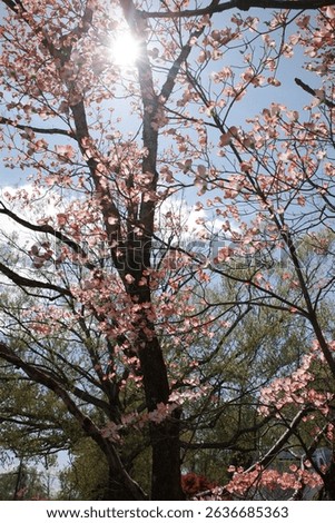 Capture the magic of spring with these breathtaking cherry blossom scenes from Virginia’s most iconic locations. From the serene gardens of Meadowlark to the cultural charm of Red Wing Park.