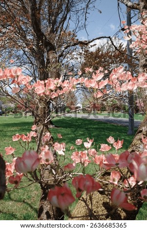 Capture the magic of spring with these breathtaking cherry blossom scenes from Virginia’s most iconic locations. From the serene gardens of Meadowlark to the cultural charm of Red Wing Park.