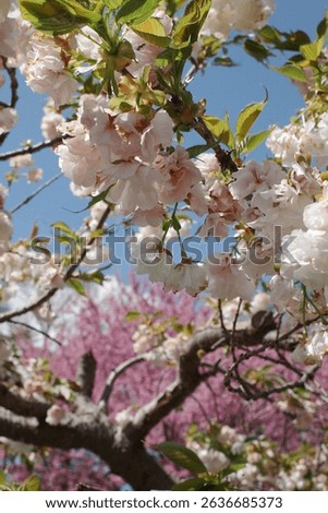 Capture the magic of spring with these breathtaking cherry blossom scenes from Virginia’s most iconic locations. From the serene gardens of Meadowlark to the cultural charm of Red Wing Park.