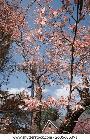 Capture the magic of spring with these breathtaking cherry blossom scenes from Virginia’s most iconic locations. From the serene gardens of Meadowlark to the cultural charm of Red Wing Park.
