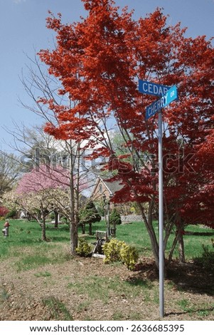 Capture the magic of spring with these breathtaking cherry blossom scenes from Virginia’s most iconic locations. From the serene gardens of Meadowlark to the cultural charm of Red Wing Park.