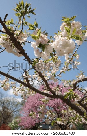 Capture the magic of spring with these breathtaking cherry blossom scenes from Virginia’s most iconic locations. From the serene gardens of Meadowlark to the cultural charm of Red Wing Park.