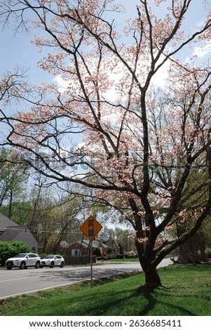 Capture the magic of spring with these breathtaking cherry blossom scenes from Virginia’s most iconic locations. From the serene gardens of Meadowlark to the cultural charm of Red Wing Park.