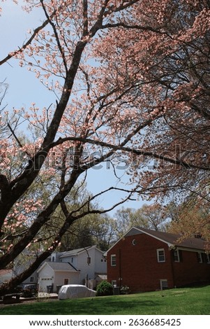 Capture the magic of spring with these breathtaking cherry blossom scenes from Virginia’s most iconic locations. From the serene gardens of Meadowlark to the cultural charm of Red Wing Park.
