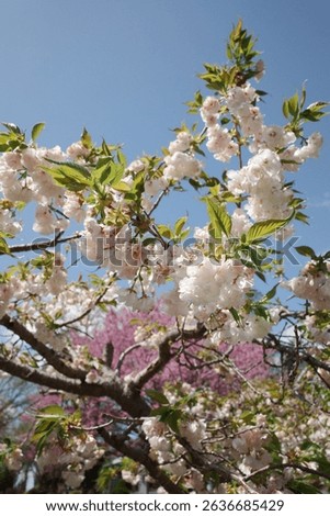Capture the magic of spring with these breathtaking cherry blossom scenes from Virginia’s most iconic locations. From the serene gardens of Meadowlark to the cultural charm of Red Wing Park.