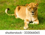 Capture the majestic beauty of a large lioness in a relaxed pose,photographed at a renowned zoological garden.