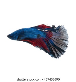 Capture the moving moment of red-blue siamese fighting fish isolated on white background. betta fish.