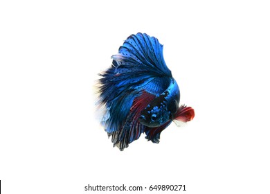 Capture the moving moment of siamese fighting fish isolated on white background. betta fish