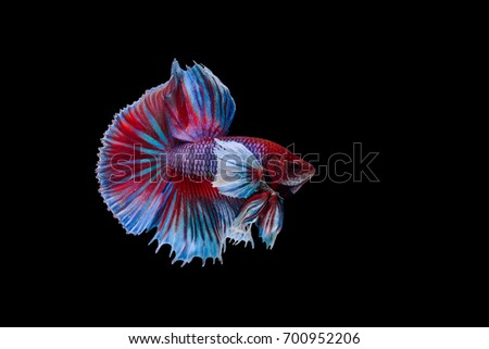 Capture the moving moment of Siamese fighting fish, big ear betta isolated on black background.