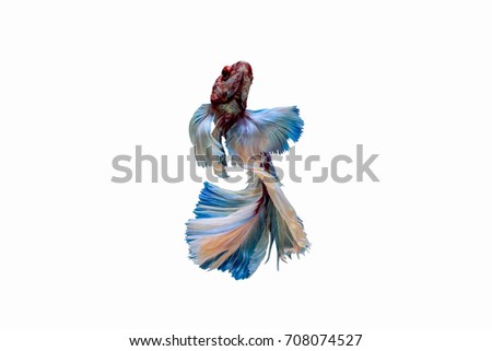 Capture the moving moment of Siamese fighting fish, big ear betta isolated on white background.