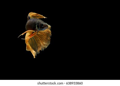 Capture the moving moment of white siamese fighting fish isolated on black background, Betta fish 