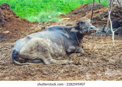 Capture of Murrah buffalo stuck in mud. Rainy season in Pakistan. The Murrah buffalo is a breed of water buffalo mainly kept for milk production. Animals farm in Pakistan. Murrah buffalo.
