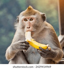 Capture the playful essence of nature with this charming image of a monkey enjoying a banana. A delightful moment frozen in time, perfect for any project needing a touch of whimsy
